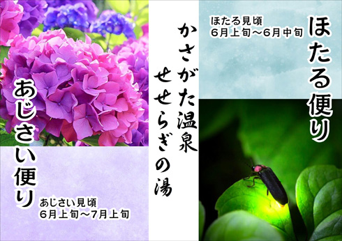 ほたる便り＆あじさい便り